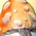 Tattoos - Frog, Mushroom Tattoo - 62222